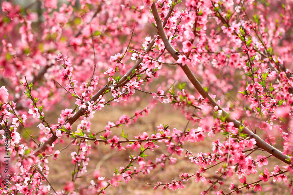 Peach blossom in the garden