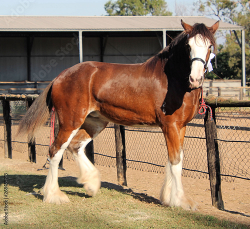 Brown and White Clydesdale Heavy Horse