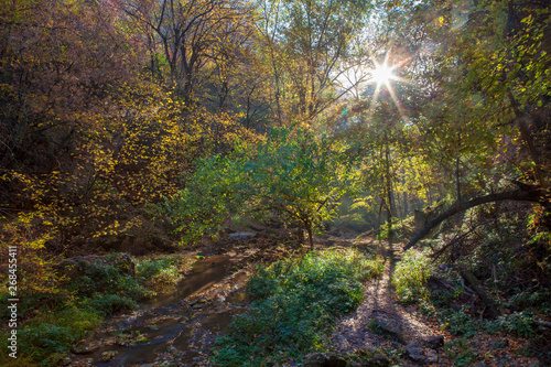 sun rays in the green forest 