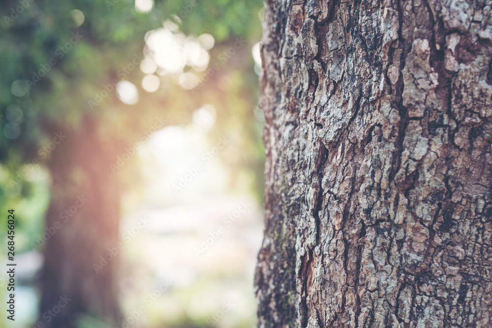 Obraz premium Big tree bark