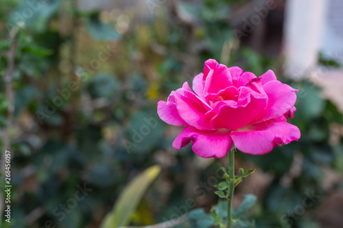Pink roses green background © artit