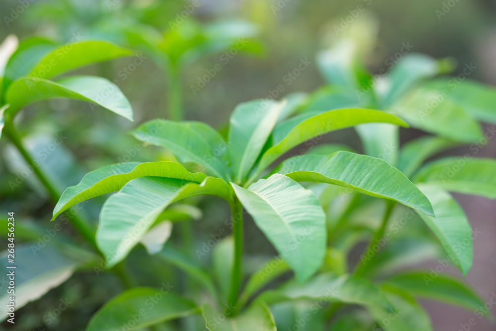 Obraz premium Beautiful leaf background.