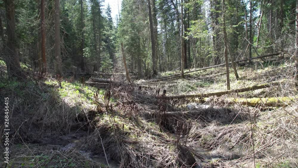Beautiful scenery in the wild coniferous woods with forest stream in springtime Beautiful scenery in the wild coniferous woods with forest stream in springtime