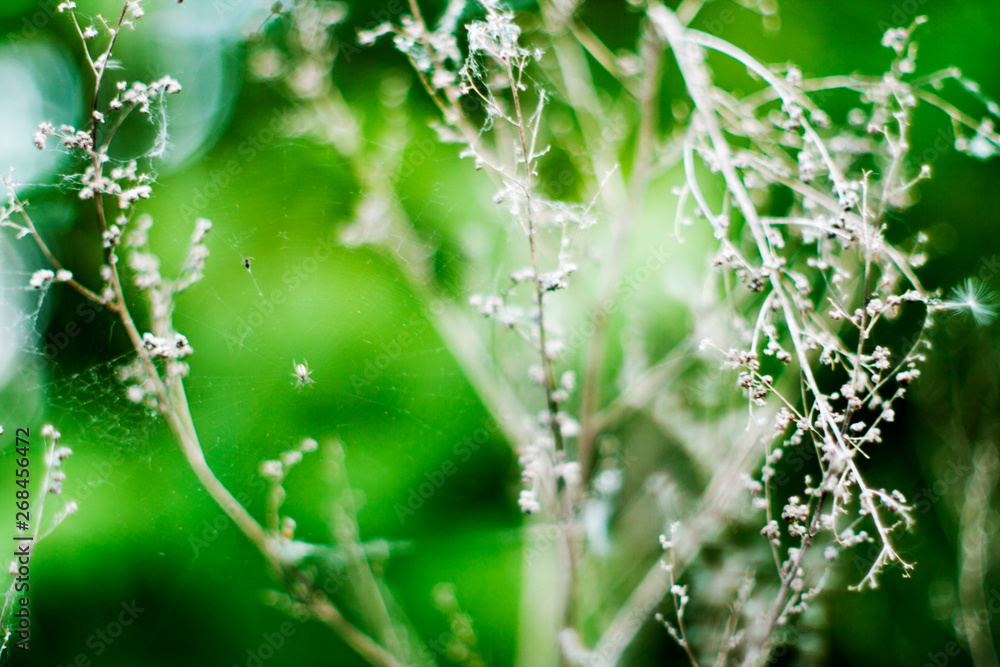dew on spider web dew on spider web