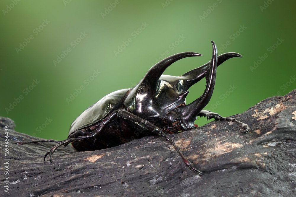 Atlas beetle (Scientific name : Chalcosoma atlas) , famous exotic pets, found in Southeast Asia. The species is named for Atlas, the giant of Greek mythology who supported the skies. Atlas beetle (Scientific name : Chalcosoma atlas) , famous exotic pets, found in Southeast Asia. The species is named for Atlas, the giant of Greek mythology who supported the skies.
