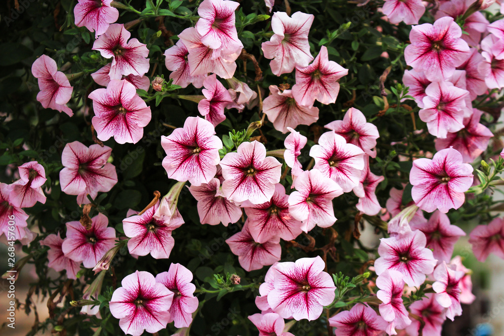 Colorful pink petunia hybrida flowers blooming and leave , nature ornamental background Colorful pink petunia hybrida flowers blooming and leave , nature ornamental background
