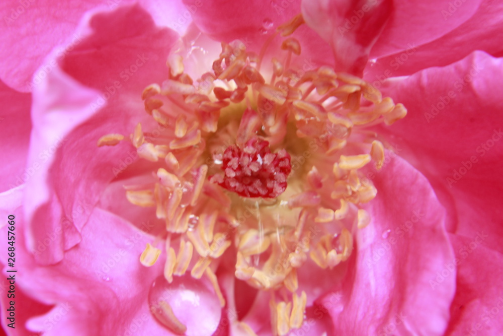 closeup of pink flower closeup of pink flower