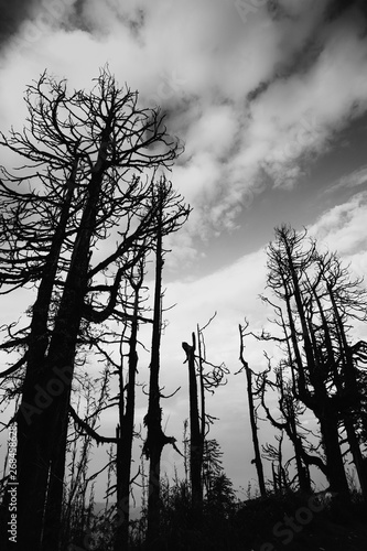 silhouette of dead trees in black and white