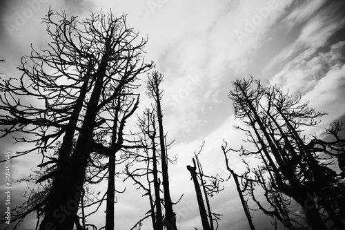 silhouette of dead trees in black and white