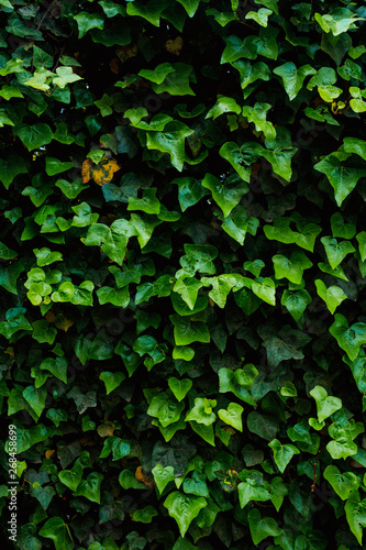 green ivy leaves background, closeup