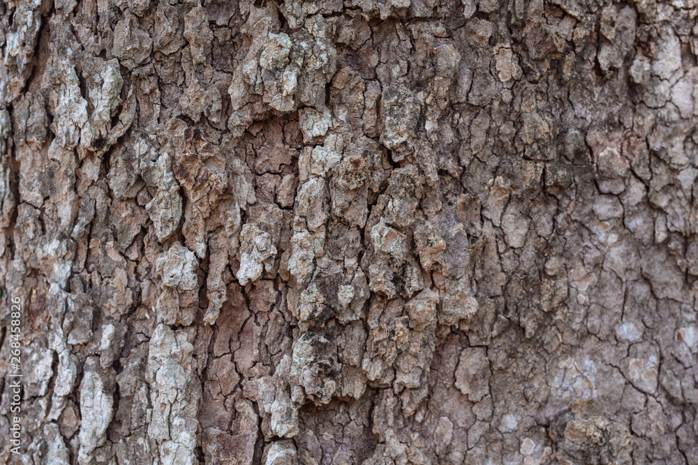Old wood background. Old wood background.