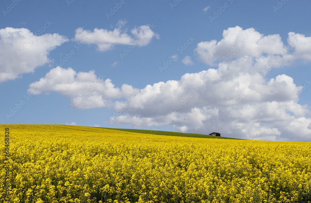 Obraz premium Colza. Field. Hills. Yellow. Blue Sky