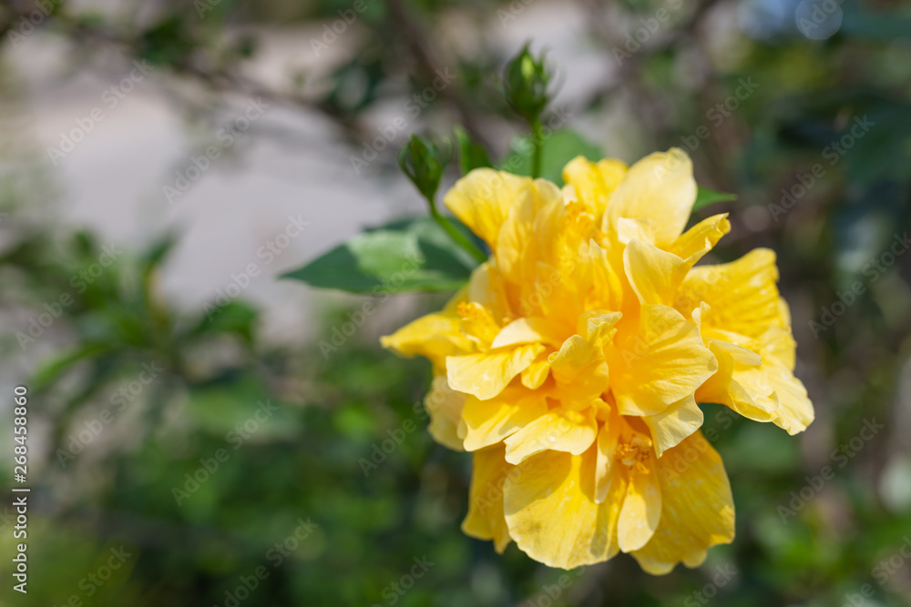 Obraz premium Yellow flowers from the beginning