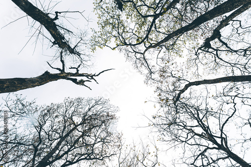 Looking up from under tree forest with worm eye view