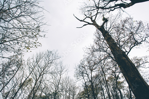 Looking up from under tree forest with worm eye view