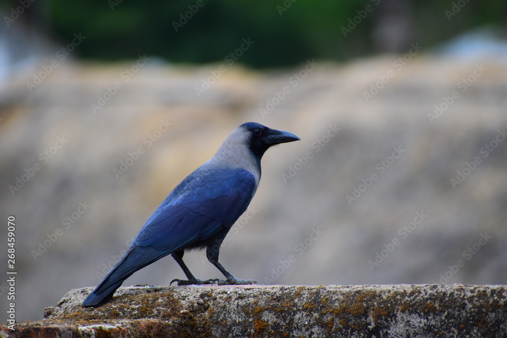 Crow seating on wall crow wallpeper Crow seating on wall crow wallpeper