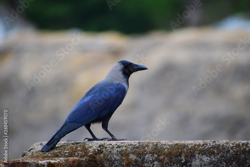 Crow seating on wall crow wallpeper