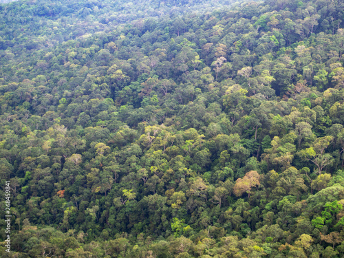 Forest background. Drone point of view