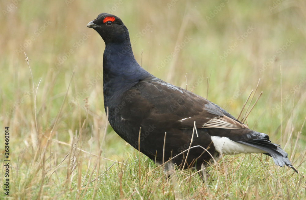 A stunning rare male Black Grouse, Tetrao tetrix, feeding in the moors of Durham, UK, on a rainy day. A stunning rare male Black Grouse, Tetrao tetrix, feeding in the moors of Durham, UK, on a rainy day.