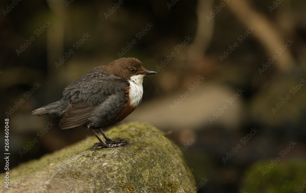 A beautiful Dipper (Cinclus cinclus) standing on a rock in the middle of a river. A beautiful Dipper (Cinclus cinclus) standing on a rock in the middle of a river.