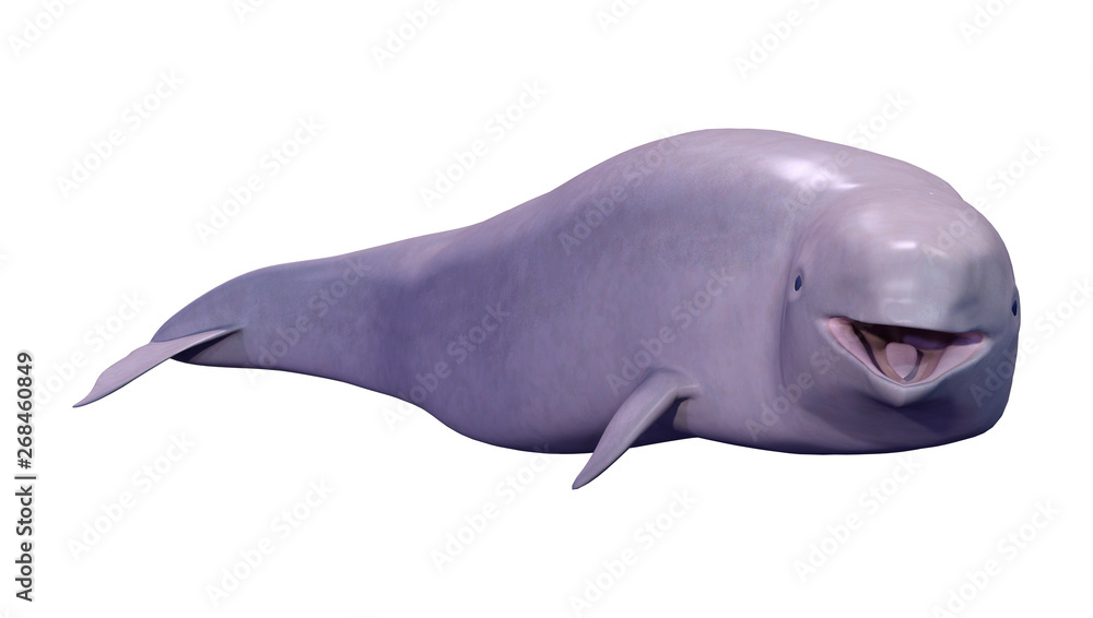 Fototapeta premium 3D Rendering Narwhal Calf on White