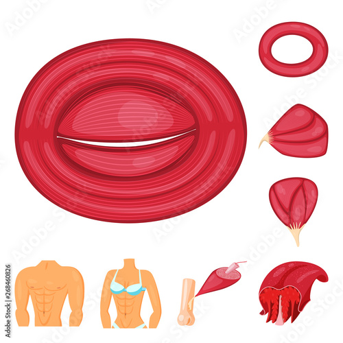 Vector design of muscle and cells symbol. Set of muscle and anatomy vector icon for stock.
