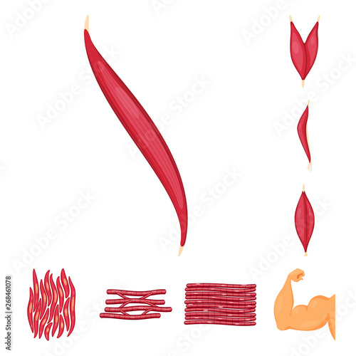 Vector illustration of muscle and cells logo. Collection of muscle and anatomy stock symbol for web.