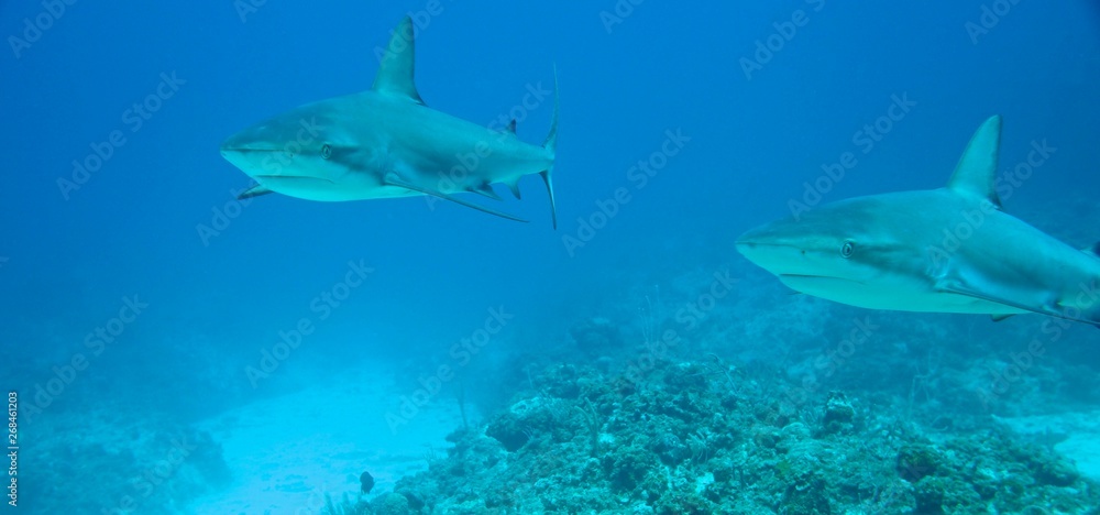 Fototapeta premium Sharks