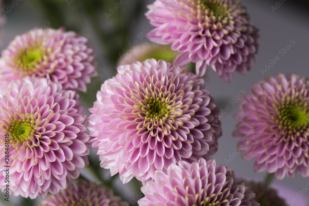 Pink flower in bloom close up still on a white bouquet Pink flower in bloom close up still on a white bouquet