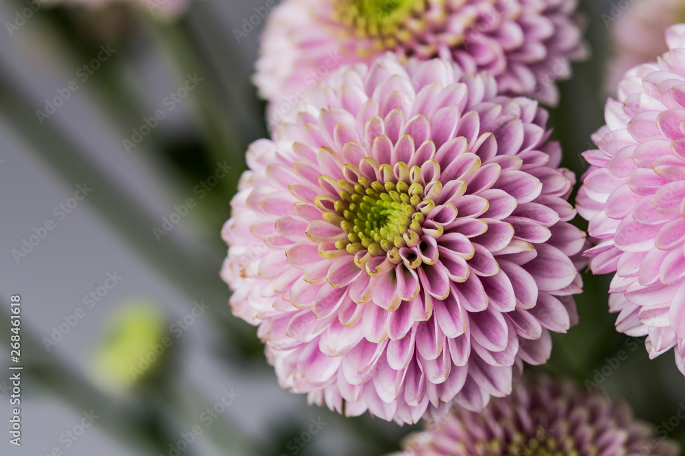 Purple small petals in a flower in bloom macro still Purple small petals in a flower in bloom macro still