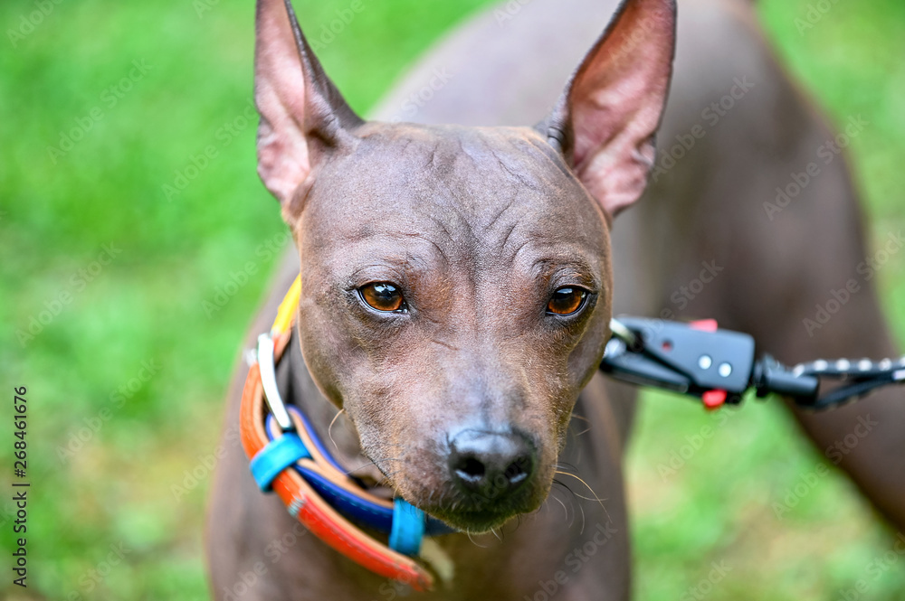 bright brown American Hairless Terriers dog close-up portrait with colorful collar on blurred green lawn background