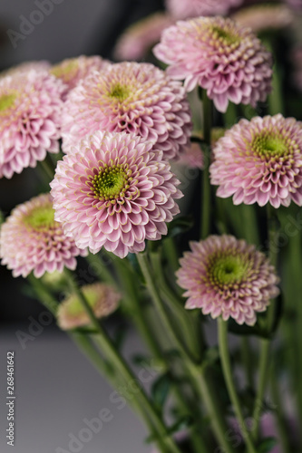 Purple tiny petals flower bouquet in bloom close up still on a grey background