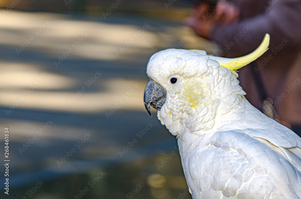 ulphur Crested Cockatoo