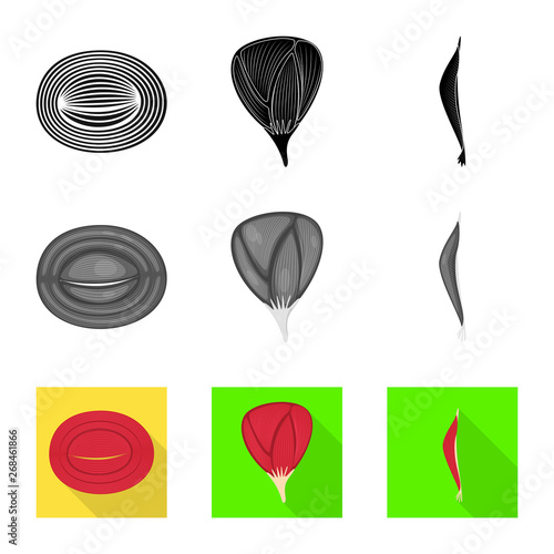 Isolated object of fiber and muscular icon. Set of fiber and body  stock vector illustration.