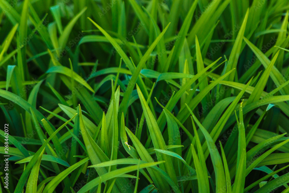 Soft defocused spring background with a sunburst lush green grass Soft defocused spring background with a sunburst lush green grass