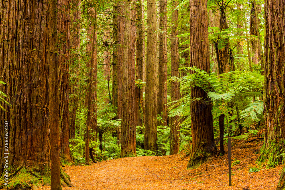 Fototapeta premium Rotorua Redwoods Forest Walk 