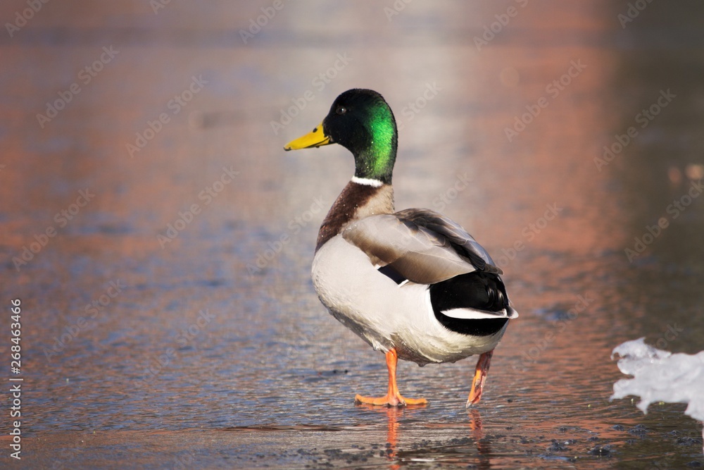 Fototapeta premium Duck Ente Erpel Tier Portrait Heimisch Winter Vögel Vogel Wasservogel Federkleid Schnabel Eislauf Natur Wildlife Outdoor Bokeh grün bunt watscheln laufen läuft