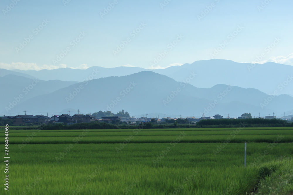 晴れた日の稲の葉が揺れる田園風景と山々の風景です