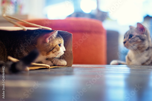 Cat cafe. Cute furry kittens indoor. photo