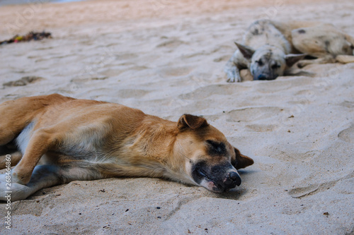 Two homeless dogs on the beach. Sleeping dogs on sea coast  Asia. Adorable tired pets on hot summer day. Brown and gray dogs lying on sand. Homeless animals concept. 