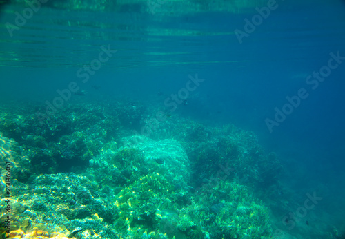 coral fish, coral reef, underwater © vadim_fl