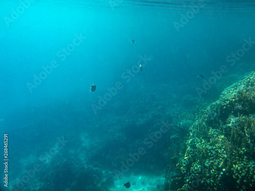 coral fish, coral reef, underwater