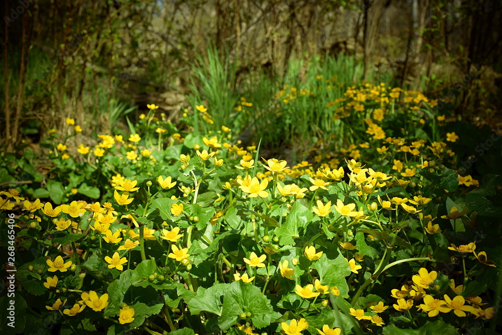 Thickets of yellow marsh flowers in the forest. Caltha palustris-herbaceous perennial plant of the Buttercup family. Bright plants in a dark forest. Thickets of yellow marsh flowers in the forest. Caltha palustris-herbaceous perennial plant of the Buttercup family. Bright plants in a dark forest.