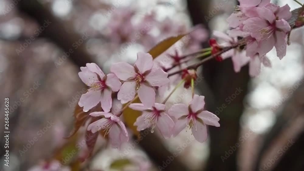 Blossoming cherry tree with flowers in spring season. Outdoors Under the Trees. Blossoming cherry tree with flowers in spring season. Outdoors Under the Trees.