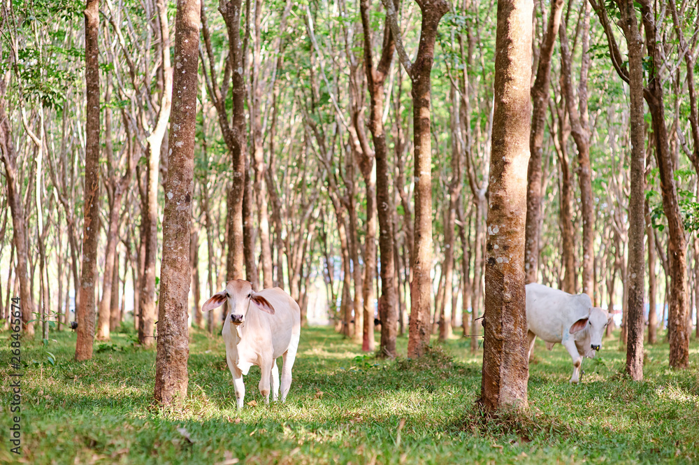 Cows grazing on .rubber-tree plantation in Thailand. Cows grazing on .rubber-tree plantation in Thailand.