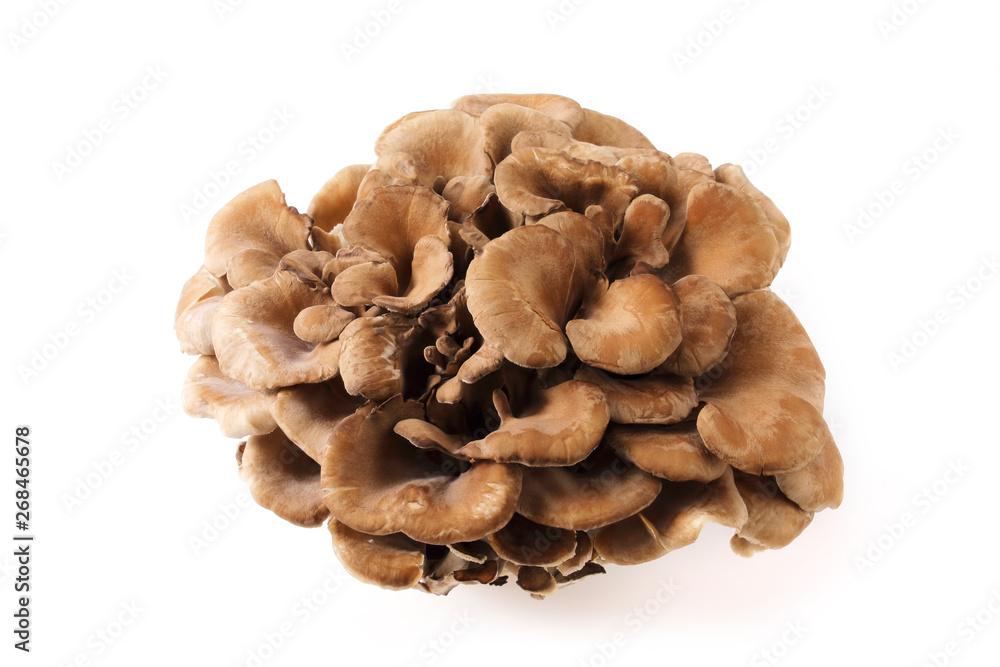 舞茸 Maitake mushroom 舞茸 Maitake mushroom