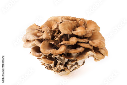 舞茸 Maitake mushroom