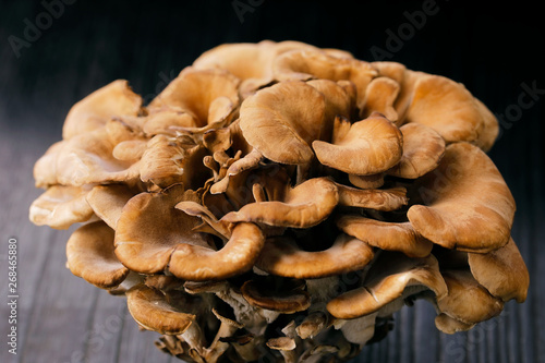 舞茸　Maitake mushroom photo