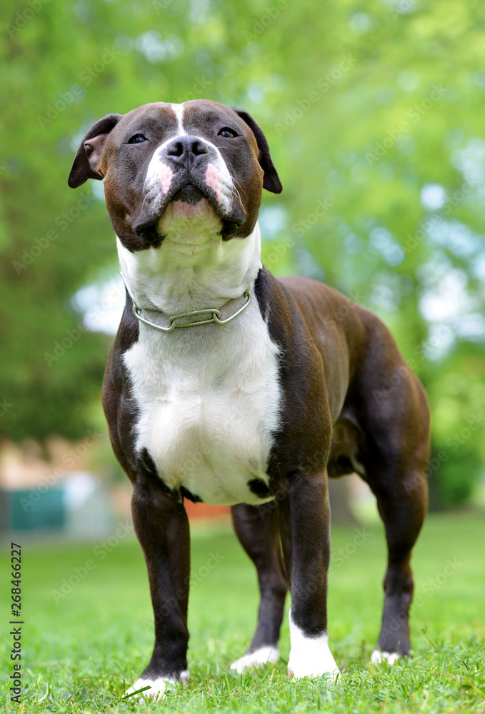American staffordshire terrier or amstaff or stafford. Portrait of a dog. 