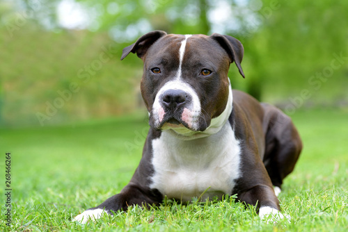 American staffordshire terrier or amstaff or stafford. Portrait of a dog lying on the grass. 